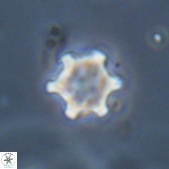 Discoaster stellimicros VR 19016