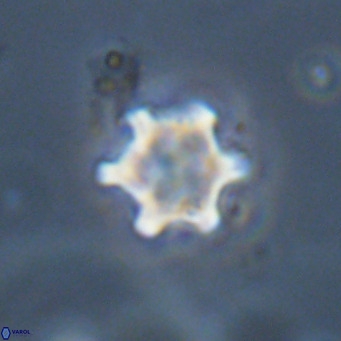 Discoaster stellimicros VR 19017