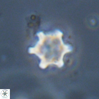 Discoaster stellimicros VR 19017