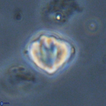 Discoaster stellimicros VR 19018