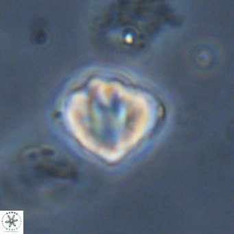 Discoaster stellimicros VR 19018