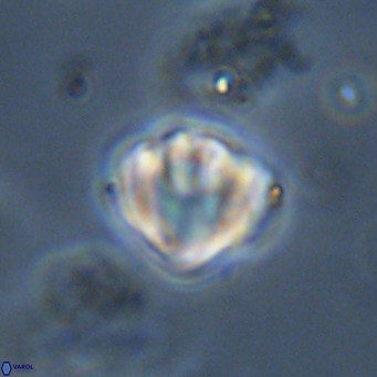 Discoaster stellimicros VR 19019