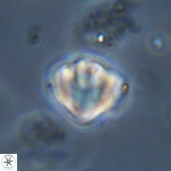 Discoaster stellimicros VR 19019