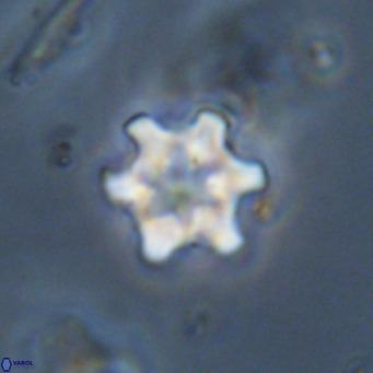 Discoaster stellimicros VR 19020