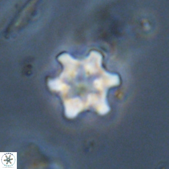 Discoaster stellimicros VR 19020