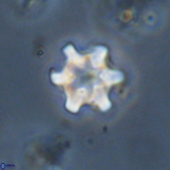 Discoaster stellimicros VR 19021