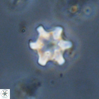 Discoaster stellimicros VR 19021
