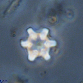 Discoaster stellimicros VR 19022