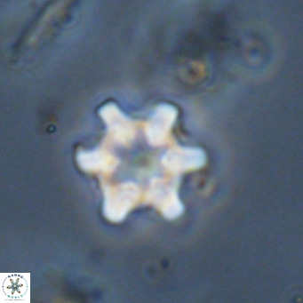 Discoaster stellimicros VR 19022