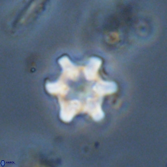 Discoaster stellimicros VR 19023