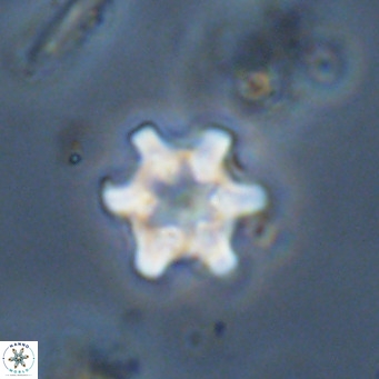 Discoaster stellimicros VR 19023