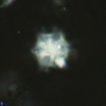 Discoaster stellimicros VR 19024