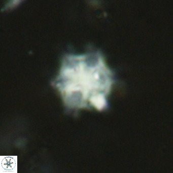 Discoaster stellimicros VR 19024