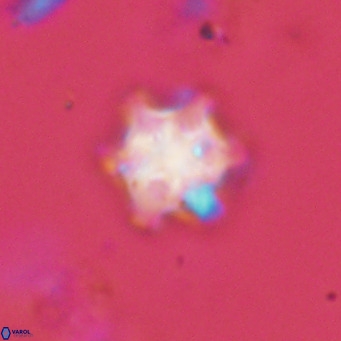 Discoaster stellimicros VR 19025