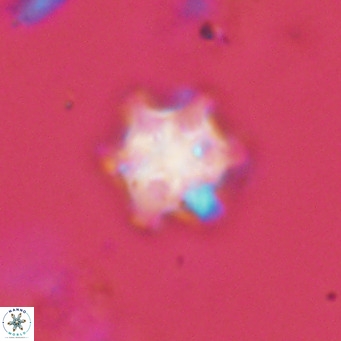 Discoaster stellimicros VR 19025