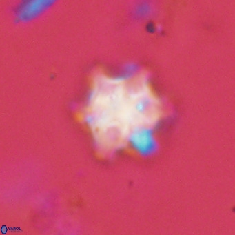 Discoaster stellimicros VR 19026