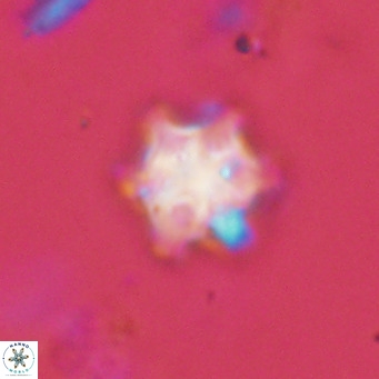 Discoaster stellimicros VR 19026