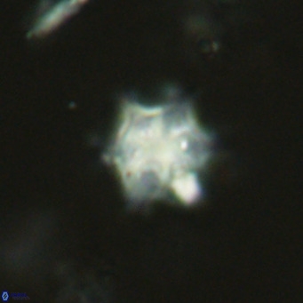 Discoaster stellimicros VR 19027