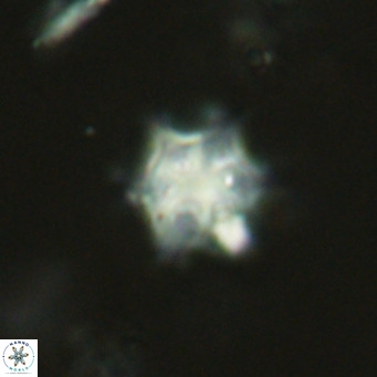 Discoaster stellimicros VR 19027