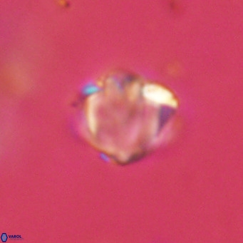 Discoaster stellimicros VR 19028