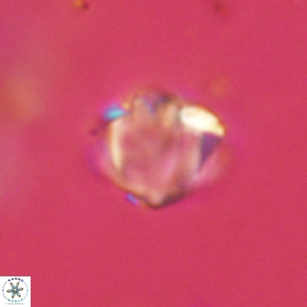 Discoaster stellimicros VR 19028