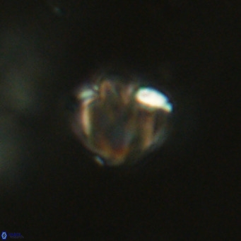 Discoaster stellimicros VR 19029