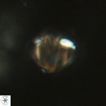 Discoaster stellimicros VR 19029