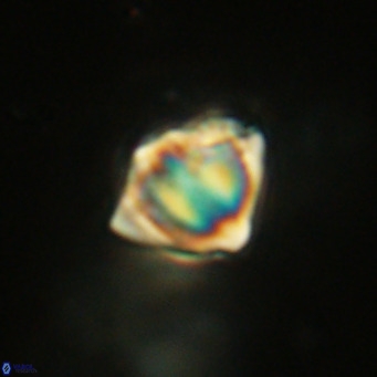 Discoaster stellimicros VR 19030