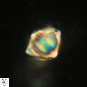 Discoaster stellimicros VR 19030