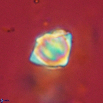 Discoaster stellimicros VR 19031