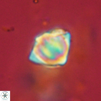 Discoaster stellimicros VR 19031