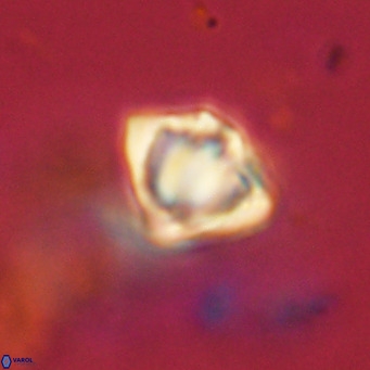 Discoaster stellimicros VR 19032