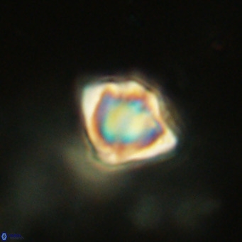 Discoaster stellimicros VR 19033