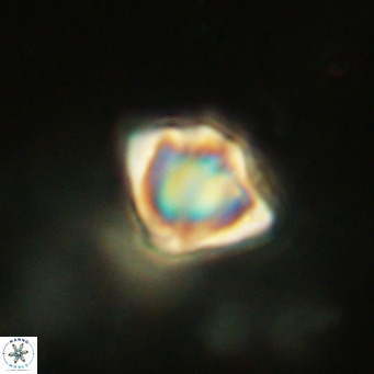 Discoaster stellimicros VR 19033