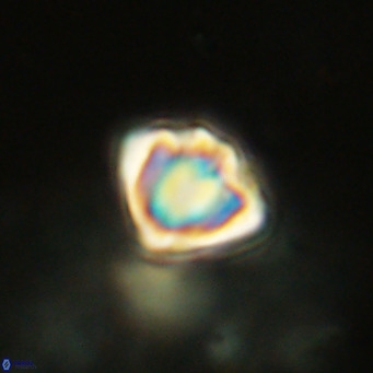 Discoaster stellimicros VR 19034