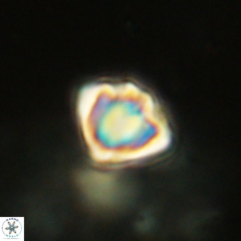 Discoaster stellimicros VR 19034