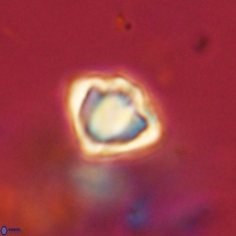 Discoaster stellimicros VR 19035