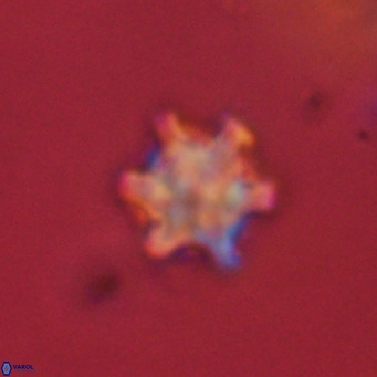 Discoaster stellimicros VR 19036