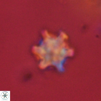 Discoaster stellimicros VR 19036