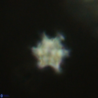 Discoaster stellimicros VR 19037