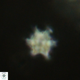 Discoaster stellimicros VR 19037