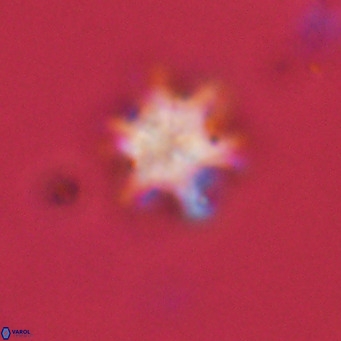 Discoaster stellimicros VR 19038