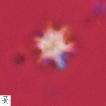 Discoaster stellimicros VR 19038