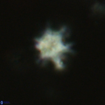 Discoaster stellimicros VR 19039