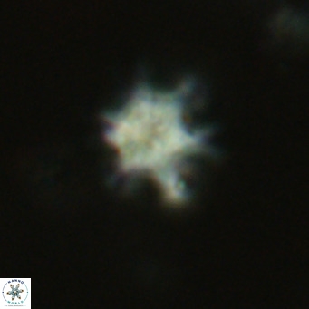 Discoaster stellimicros VR 19039