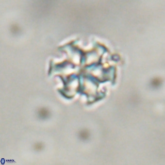 Discoaster stellimicros VR 19169