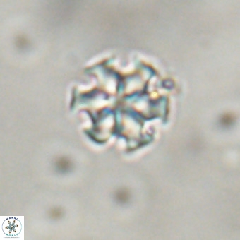 Discoaster stellimicros VR 19169