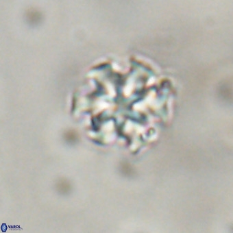 Discoaster stellimicros VR 19170