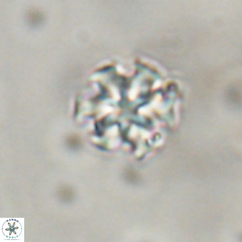 Discoaster stellimicros VR 19170