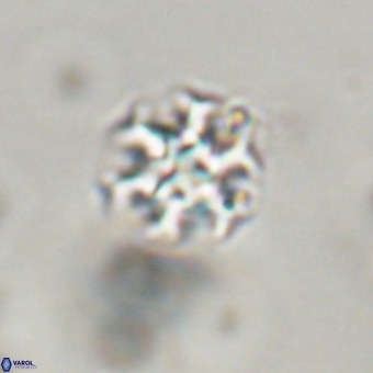 Discoaster stellimicros VR 19171